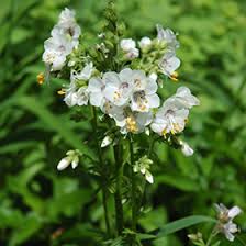 Image result for Polemonium coeruleum album