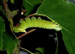 Attēlu rezultāti vaicājumam “Endromidae”