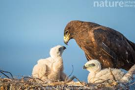 Attēlu rezultāti vaicājumam “Buteo buteo nest”
