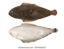 Image result for Solea solea