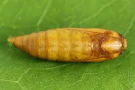 Attēlu rezultāti vaicājumam “Yponomeuta evonymella imago”