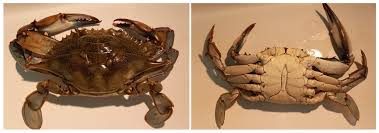 Image result for Callinectes sapidus