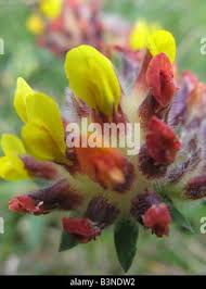 Attēlu rezultāti vaicājumam “Anthyllis maritima bud”