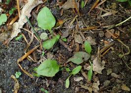Attēlu rezultāti vaicājumam “Crepis paludosa leaf”