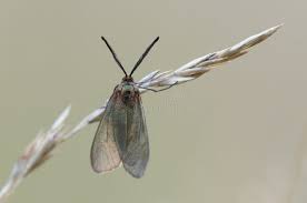 Attēlu rezultāti vaicājumam “Adscita statices”