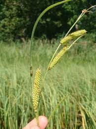 Attēlu rezultāti vaicājumam “Carex ericetorum”