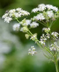 Attēlu rezultāti vaicājumam “Anthriscus sylvestris flower”