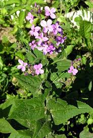Attēlu rezultāti vaicājumam “Hesperis matronalis leaf”