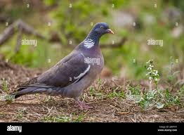 Image result for Columba palumbus
