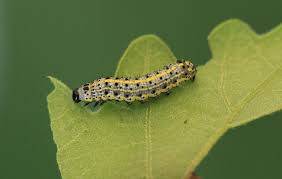 Attēlu rezultāti vaicājumam “Orthosia miniosa larva”