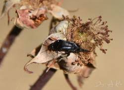 Attēlu rezultāti vaicājumam “Mordella sp.”