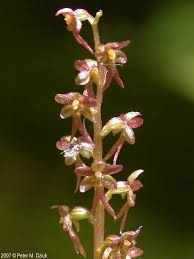 Attēlu rezultāti vaicājumam “Listera cordata fruit”