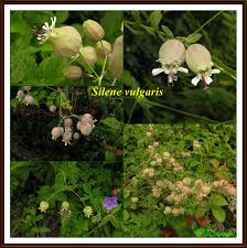 Attēlu rezultāti vaicājumam “Silene vulgaris leaf”