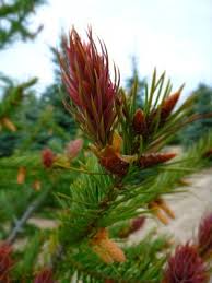 Attēlu rezultāti vaicājumam “Pseudotsuga menziesii var. glauca”