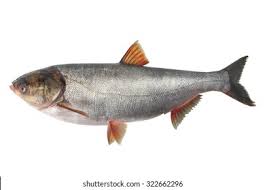 Image result for Hypophthalmichthys molitrix