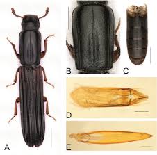 Attēlu rezultāti vaicājumam “Colloderma sp.”