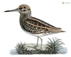 Image result for Lymnocryptes minimus