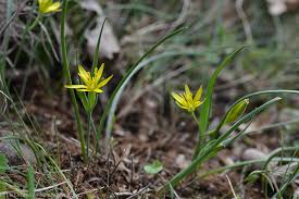 Attēlu rezultāti vaicājumam “Gagea pratensis”