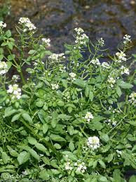 Image result for Rorippa nasturtium-aquaticum