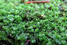 Attēlu rezultāti vaicājumam “Jamesoniella autumnalis”