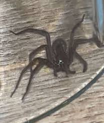 Attēlu rezultāti vaicājumam “Collaria rubens”