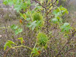 Attēlu rezultāti vaicājumam “Cribraria macrocarpa young”