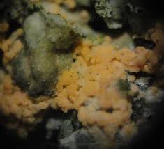 Attēlu rezultāti vaicājumam “Erythricium aurantiacum”