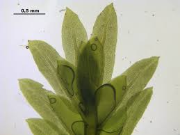 Attēlu rezultāti vaicājumam “Fissidens osmundoides”