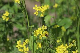 Attēlu rezultāti vaicājumam “Sinapis alba flower”