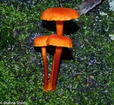 Attēlu rezultāti vaicājumam “Hygrocybe cantharellus”