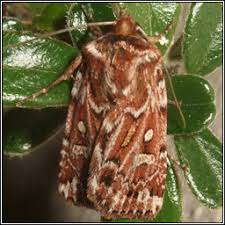 Attēlu rezultāti vaicājumam “Lycophotia porphyrea”