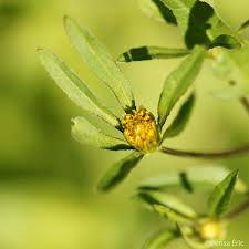 Attēlu rezultāti vaicājumam “Bidens frondosa fruit”