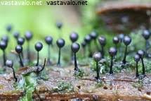 Attēlu rezultāti vaicājumam “Lamproderma violaceum stalked”