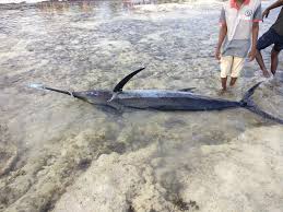 Image result for Makaira mazara