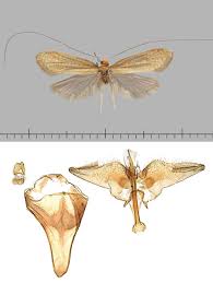Attēlu rezultāti vaicājumam “Nematopogon sp.”
