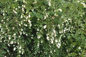 Attēlu rezultāti vaicājumam “Symphoricarpos albus”