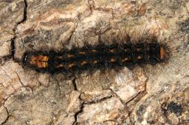 Attēlu rezultāti vaicājumam “Eilema griseola larva”