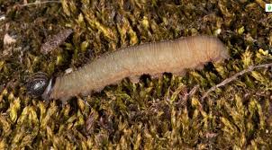 Attēlu rezultāti vaicājumam “Hesperia comma underside”