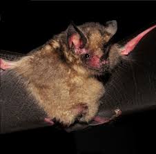 Attēlu rezultāti vaicājumam “Badhamiopsis scripta macro”