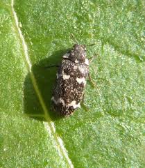 Attēlu rezultāti vaicājumam “Megatoma undata”