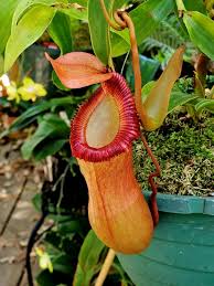 Attēlu rezultāti vaicājumam “Edwardsiana geometrica”