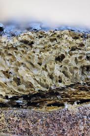 Attēlu rezultāti vaicājumam “Tubifera montana spores”