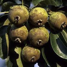 Attēlu rezultāti vaicājumam “Pyrus pyraster”