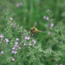 Attēlu rezultāti vaicājumam “Thymus serpyllum flower”