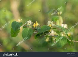 Attēlu rezultāti vaicājumam “Lonicera xylosteum bud”