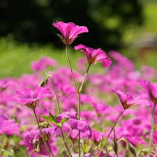 Image result for Storchschnäbel