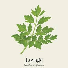 Attēlu rezultāti vaicājumam “Levisticum officinale”