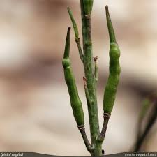 Attēlu rezultāti vaicājumam “Sinapis arvensis fruit”
