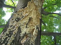 Attēlu rezultāti vaicājumam “Irpex lacteus”