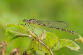 Attēlu rezultāti vaicājumam “Enallagma cyathigerum”